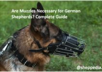 Are Muzzles Necessary for German Shepherds? Complete Guide