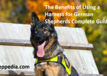 The Benefits of Using a Harness for German Shepherds Complete Guide