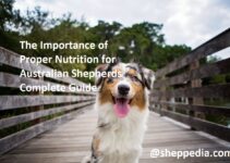 The Importance of Proper Nutrition for Australian Shepherds Complete Guide