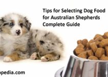 Tips for Selecting Dog Food for Australian Shepherds Complete Guide