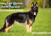 Training Your German Shepherd: Tips and Tricks Complete Guide